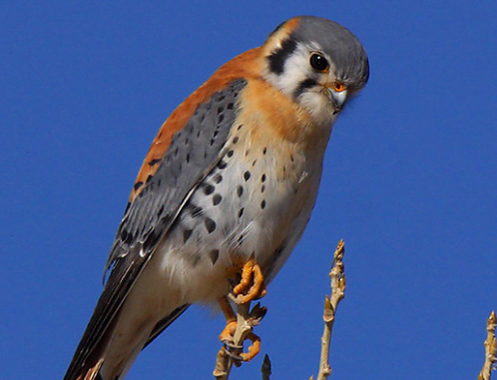 Nesting kestrels