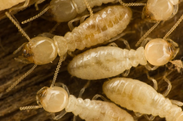 Video footage of the Termites